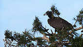 Monk Vulture (Aegypius monachus) juvenile in a tree, resident, winter, Greece