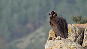 Monk Vulture (Aegypius monachus) on a rock, resident, winter, Greece