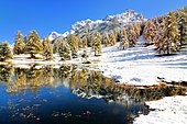 Lake Schwarzsee or Lai Nair with snow-covered larch forest, Tarasp, Engadin, Graubünden, Switzerland, Europe