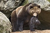 European brown bear (Ursus arctos) mother with cub, 3 months, captive, animal enclosure, Bavarian Forest National Park, Bavaria, Germany, Europe