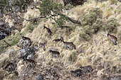 Walia ibex (Capra wallie) herd, Simien Park, Chennek region, Ethiopia