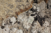 Walia ibex (Capra wallie) dung, Simien Park, Chennek region, Ethiopia