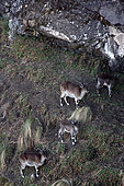 Walia ibex (Capra wallie) herd, Simien Park, Chennek region, Ethiopia