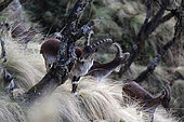 Walia ibex (Capra wallie), Simien Park, Chennek region, Ethiopia