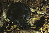 Giant otter shrew (Potamogale velox), Cameroon