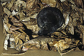 Giant otter shrew (Potamogale velox), Cameroon