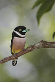 Black and Yellow Broadbill - Trang Botanical Gardens, Thailand.