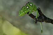 Oustalet's Chameleon (Chamaeleo oustaleti) in intimidation posture, Forest of Anja, Ambalavao region, Madagascar