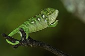 Oustalet's Chameleon (Chamaeleo oustaleti) in intimidation posture, Forest of Anja, Ambalavao region, Madagascar
