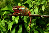 Panther Chameleon (Furcifer pardalis), Madagascar, André Peyrieras Collection, Mandrake Park