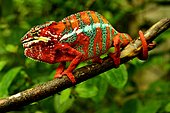 Panther Chameleon (Furcifer pardalis), Madagascar, André Peyrieras Collection, Mandrake Park