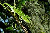 Oustalet's Chameleon (Chamaeleo oustaleti), Madagascar, André Peyrieras Collection, Mandrake Park