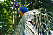 Blue-and-yellow Macaw (Ara ararauna) on a palmtree, Pantanal, Brazil