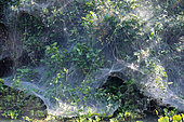Social Spider (Anelosimus eximius) net, Pantanal, Brazil