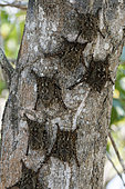 Proboscis bat (Rhynchonycteris naso) on a trunk, Pantanal, Brazil