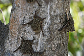 Proboscis bat (Rhynchonycteris naso) on a trunk, Pantanal, Brazil