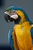 Portrait of Blue-and-yellow Macaw (Ara ararauna), Pantanal, Brazil