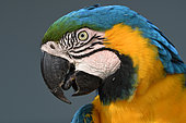 Portrait of Blue-and-yellow Macaw (Ara ararauna), Pantanal, Brazil