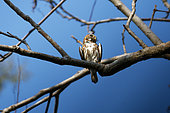 Ferruginous Pygmy Owl (Glaucidium brasilianum) on a branch, Pantanal, Brazil