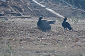 Great Curassow (Crax rubra), female displaying in front of the male, Pantanal, Brazil