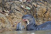 Giant Otter (Pteronura brasiliensis) eating a fish Panaque in water, Pantanal, Brazil