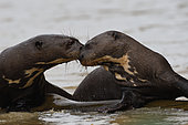 Giant Otter (Pteronura brasiliensis) playing together in water, Pantanal, Brazil