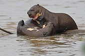 Giant Otter (Pteronura brasiliensis) playing together in water, Pantanal, Brazil