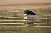 Giant Otter (Pteronura brasiliensis) in water, Pantanal, Brazil