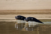 Giant Otter (Pteronura brasiliensis) in water, Pantanal, Brazil