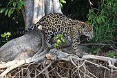 Jaguar (Panthera onca) walking on roots, Pantanal, Brazil