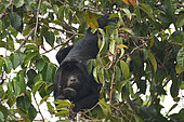 Black Howler (Alouatta caraya) male, Pantanal, Brazil