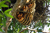Wild Bees (Apis sp), Pantanal, Brazil