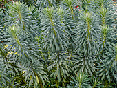 Euphorbia characias var. wulfenii 'Perry's Winter Blusher'