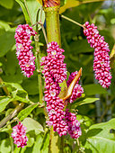 Persicaria orientale
