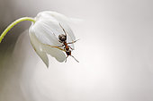 Red wood ant (Formica rufa) on a flower against light, Alsace, France