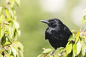 Carrion crow (Corvus corone) on a branch of cherry tree, Alsace, France