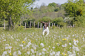 Small münsterländer running in a blooming meadow, Jura, France