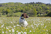 Small münsterländer sitting in a blooming meadow, Jura, France