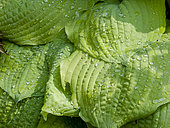 Hosta 'Piedmont Gold'