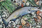Lake trout (Salmo trutta lacustris) on riverbank, Aubonne River, Lake Geneva, Switzerland