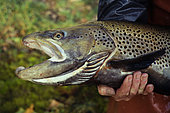 Lake trout (Salmo trutta lacustris), Detail of the development of the bécard (lower jaw) in a large breeding male, Aubonne River, Lake Geneva, Switzerland