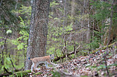 Eurasian lynx (Lynx lynx) in the undergrowth, Doller Valley, Haut-Rhin, Alsace, France