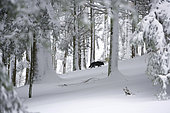 Grey wolf (Canis lupus lupus) in the undergrowth in winter, Doller Valley, Haut-Rhin, Alsace, France
