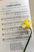 Text and music of an old song La Campenotte, name gives to the Daffodil (Narcissus pseudonarcissus) in the region, song created in 1891 by Paul de Resener, Franche Comte, France