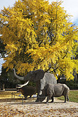 African Animals, Elephant, Hippototamus and Rhinoceros in front of Maidenhair tree (Gingko Biloba), Museum of Natural History, Science Garden, Arquebuse Park, Dijon, Cote d Or, France