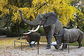 African Animals, Elephant, Hippototamus and Rhinoceros in front of Maidenhair tree (Gingko Biloba), Museum of Natural History, Science Garden, Arquebuse Park, Dijon, Cote d Or, France