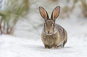 Wild rabbit (Oryctolagus cuniculus), beach dunes, Mecklenburg-Vorpommern, Germany, Europe
