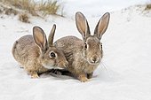 Wild rabbits (Oryctolagus cuniculus), beach dunes, Mecklenburg-Vorpommern, Germany, Europe