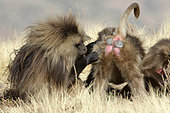 Gelada baboon (Theropithecus gelada) grooming, Sankaber, Ethiopia