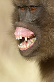 Gelada baboon (Theropithecus gelada) female showing fear, Sankaber, Ethiopia
